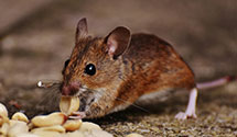 24 Hour & Emergency Exterminators in Sherwood Valley Rancheria, CA
